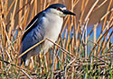 Nycticorax nycticorax